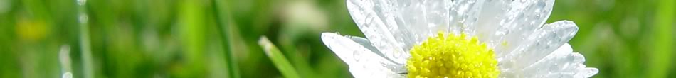 Waldhusen Header - Detailfotos von Wald und Pflanzen