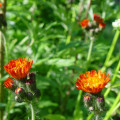 Blumen im Garten - Hotel Waldhusen